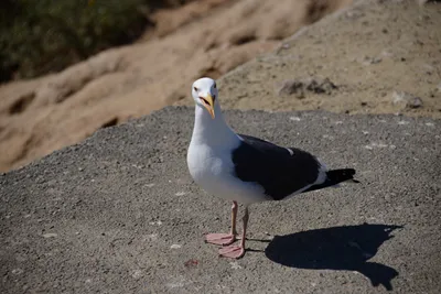 DSC_6839 (Large).JPG